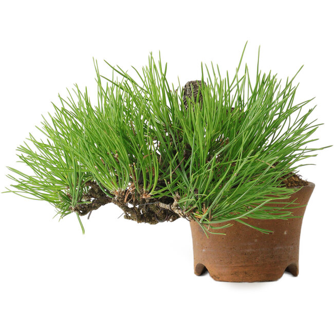 Pinus thunbergii, 9 cm, ± 25 jaar oud, met een nebari van 4 cm.