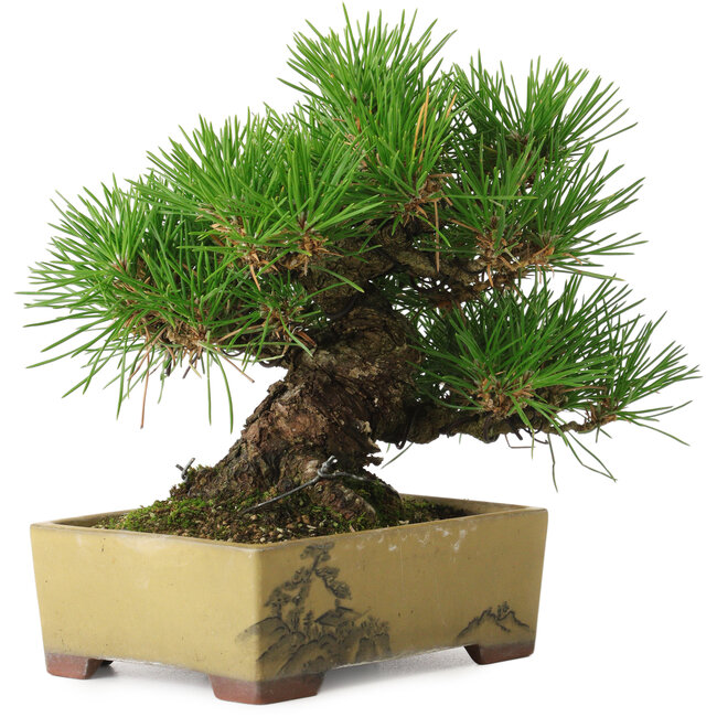 Pinus thunbergii, 16 cm, ± 30 años, con un nebari de 7 cm