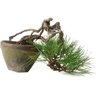 Pinus thunbergii, 10 cm, ± 30 years old