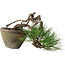 Pinus thunbergii, 10 cm, ± 30 Jahre alt