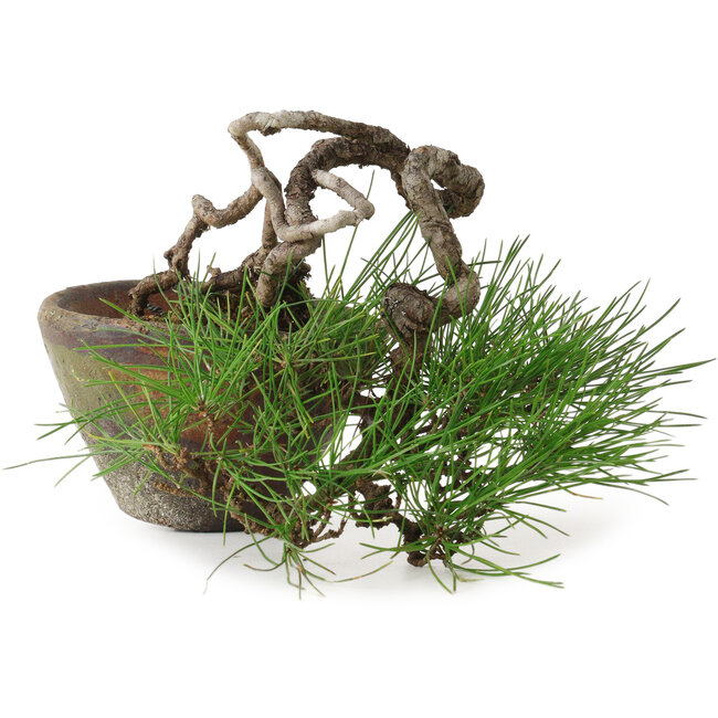 Pinus thunbergii, 10 cm, ± 30 años