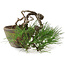 Pinus thunbergii, 10 cm, ± 30 jaar oud