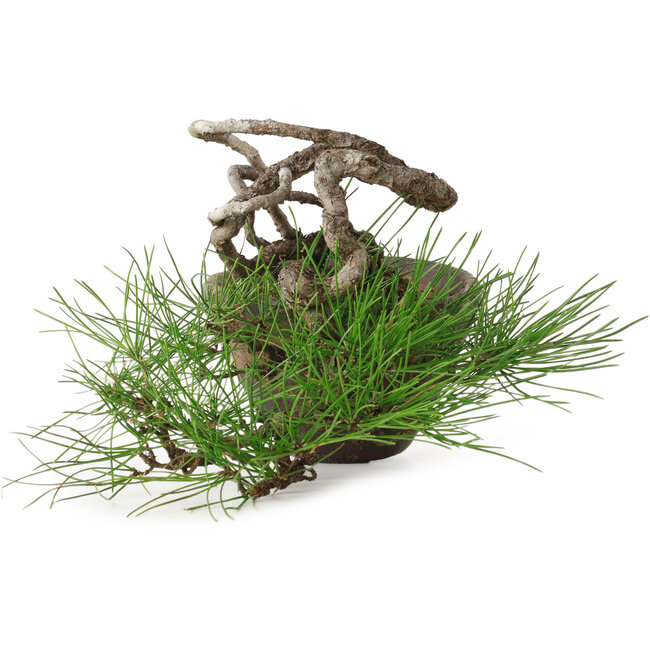 Pinus thunbergii, 10 cm, ± 30 jaar oud