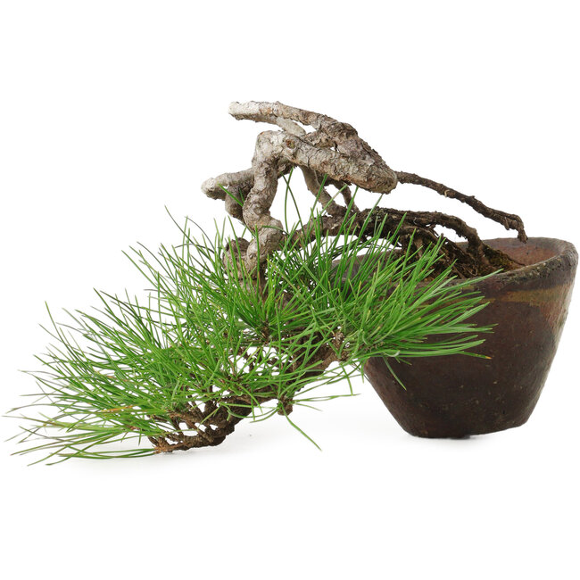 Pinus thunbergii, 10 cm, ± 30 ans