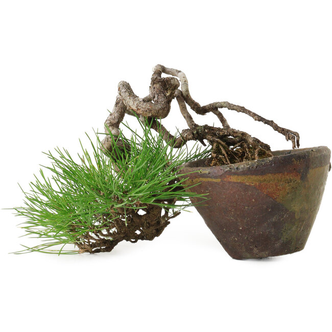 Pinus thunbergii, 10 cm, ± 30 jaar oud