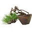 Pinus thunbergii, 10 cm, ± 30 jaar oud