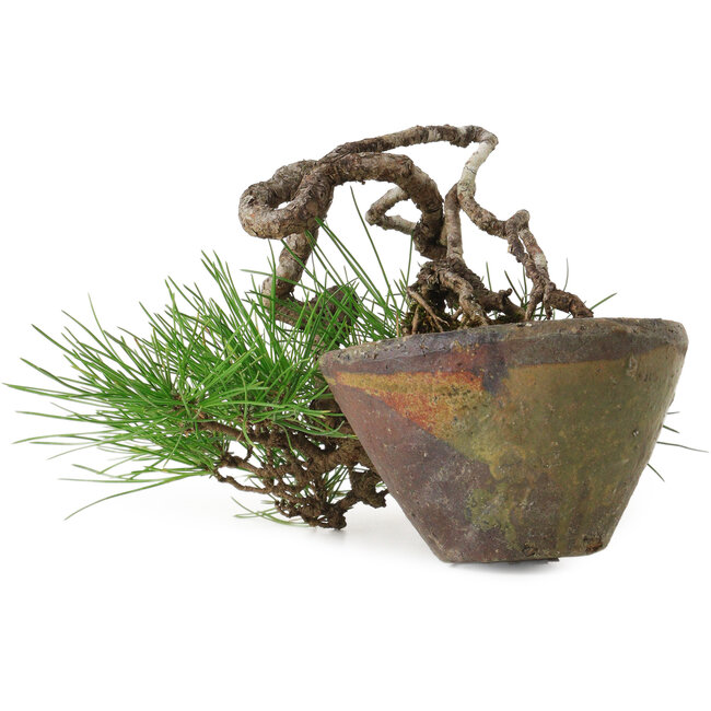 Pinus thunbergii, 10 cm, ± 30 jaar oud
