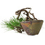 Pinus thunbergii, 10 cm, ± 30 ans