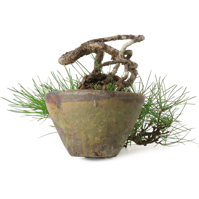 Pinus thunbergii, 10 cm, ± 30 Jahre alt