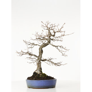 Quercus serrata, 43 cm, ± 20 jaar oud