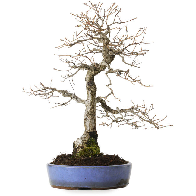 Quercus serrata, 43 cm, ± 20 ans, avec un nebari de 12 cm