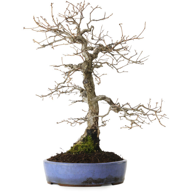 Quercus serrata, 43 cm, ± 20 jaar oud, met een nebari van 12 cm