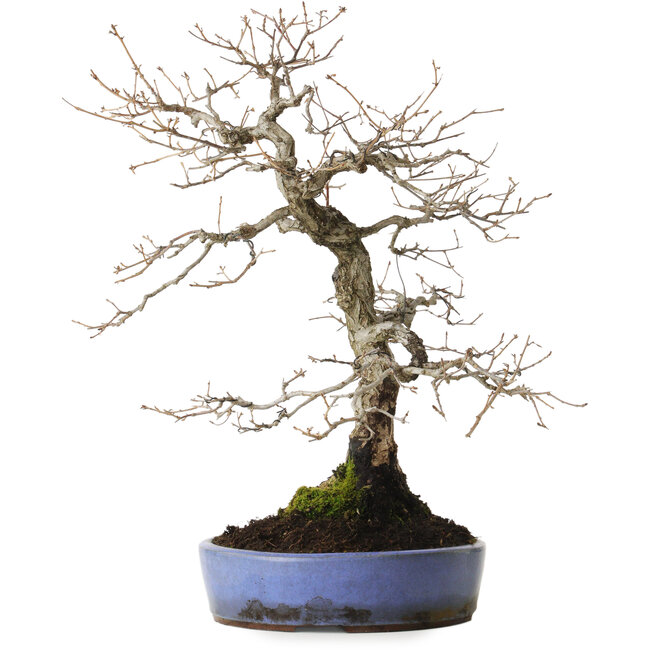 Quercus serrata, 43 cm, ± 20 anni, con un nebari di 12 cm