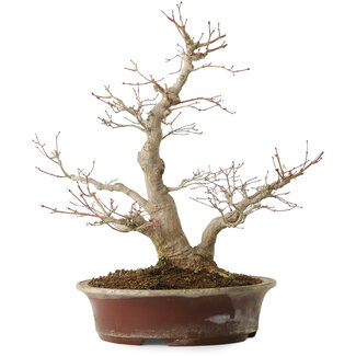 Acer palmatum, 39 cm, ± 25 años