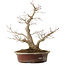 Acer palmatum, 39 cm, ± 25 anni, con un nebari di 14 cm