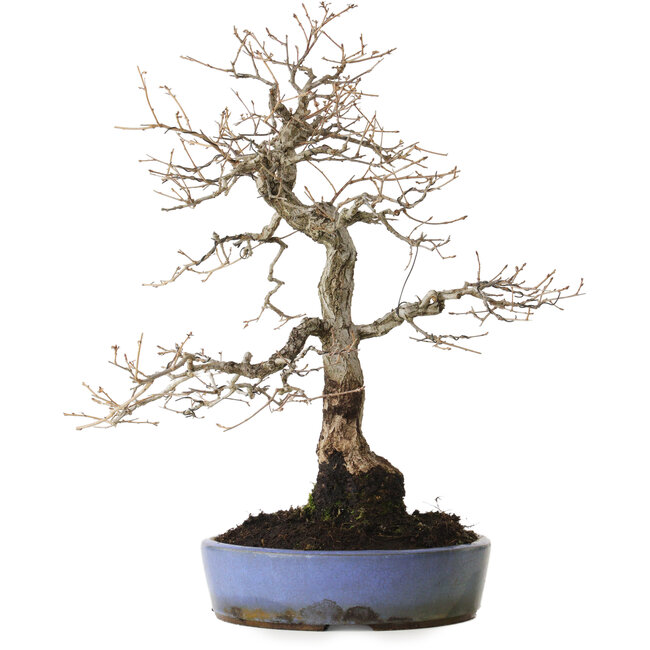 Quercus serrata, 43 cm, ± 20 years old, with a nebari of 12 cm