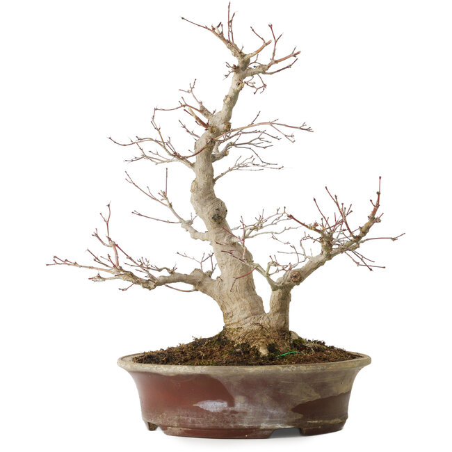 Acer palmatum, 39 cm, ± 25 años, con un nebari de 14 cm