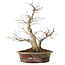 Acer palmatum, 39 cm, ± 25 ans, avec un nebari de 14 cm
