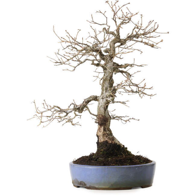 Quercus serrata, 43 cm, ± 20 ans, avec un nebari de 12 cm