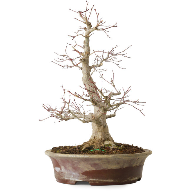 Acer palmatum, 39 cm, ± 25 anni, con un nebari di 14 cm
