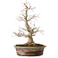 Acer palmatum, 39 cm, ± 25 años, con un nebari de 14 cm