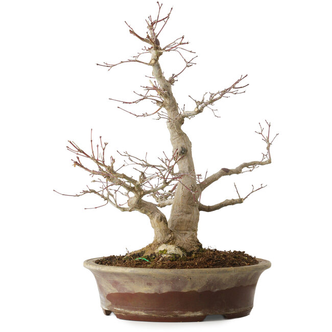 Acer palmatum, 39 cm, ± 25 anni, con un nebari di 14 cm