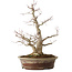 Acer palmatum, 39 cm, ± 25 years old, with a nebari of 14 cm