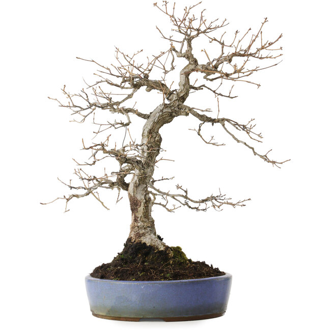 Quercus serrata, 43 cm, ± 20 anni, con un nebari di 12 cm