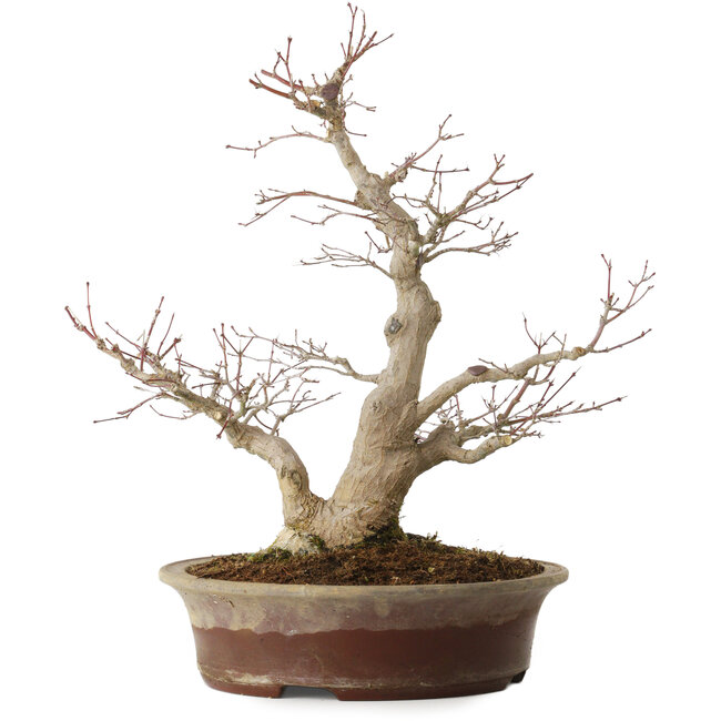 Acer palmatum, 39 cm, ± 25 ans, avec un nebari de 14 cm