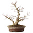 Acer palmatum, 39 cm, ± 25 anni, con un nebari di 14 cm