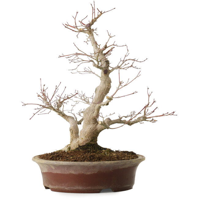 Acer palmatum, 39 cm, ± 25 años, con un nebari de 14 cm