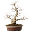 Acer palmatum, 39 cm, ± 25 anni, con un nebari di 14 cm