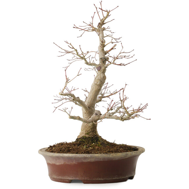 Acer palmatum, 39 cm, ± 25 ans, avec un nebari de 14 cm