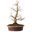 Acer palmatum, 39 cm, ± 25 años, con un nebari de 14 cm