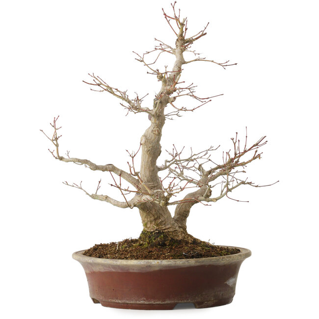 Acer palmatum, 39 cm, ± 25 ans, avec un nebari de 14 cm