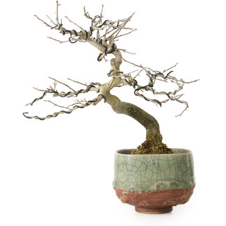 Diospyros kaki, 21 cm, ± 15 ans