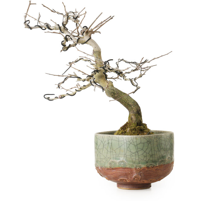 Diospyros kaki, 21 cm, ± 15 ans, avec un nebari de 5 cm