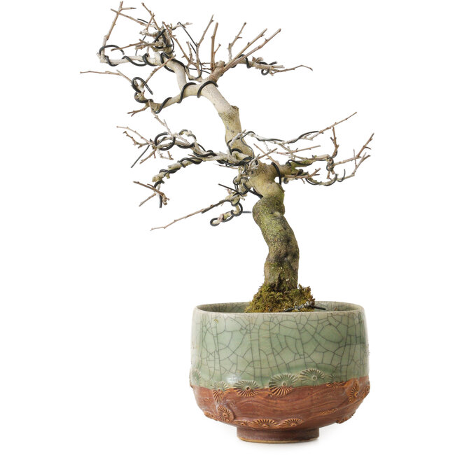 Diospyros kaki, 21 cm, ± 15 anni, con un nebari di 5 cm