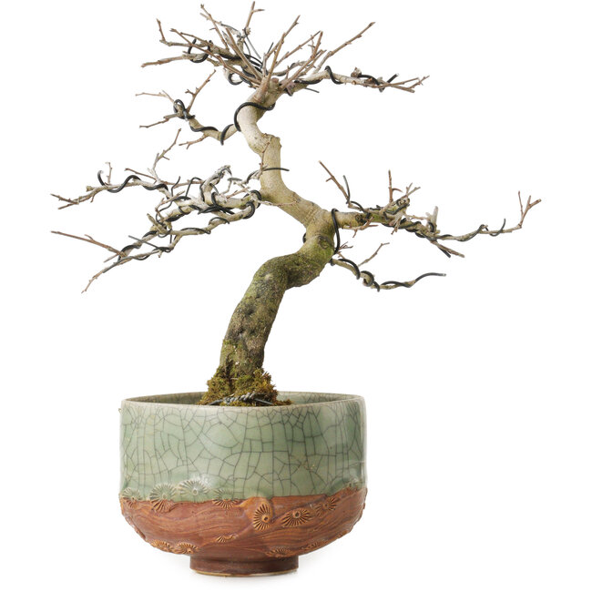 Diospyros kaki, 21 cm, ± 15 jaar oud, met een nebari van 5 cm