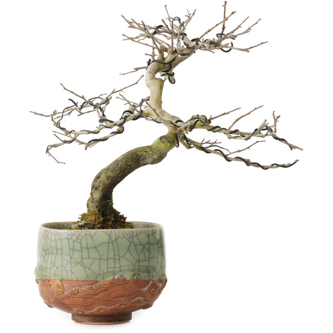 Diospyros kaki, 21 cm, ± 15 ans, avec un nebari de 5 cm