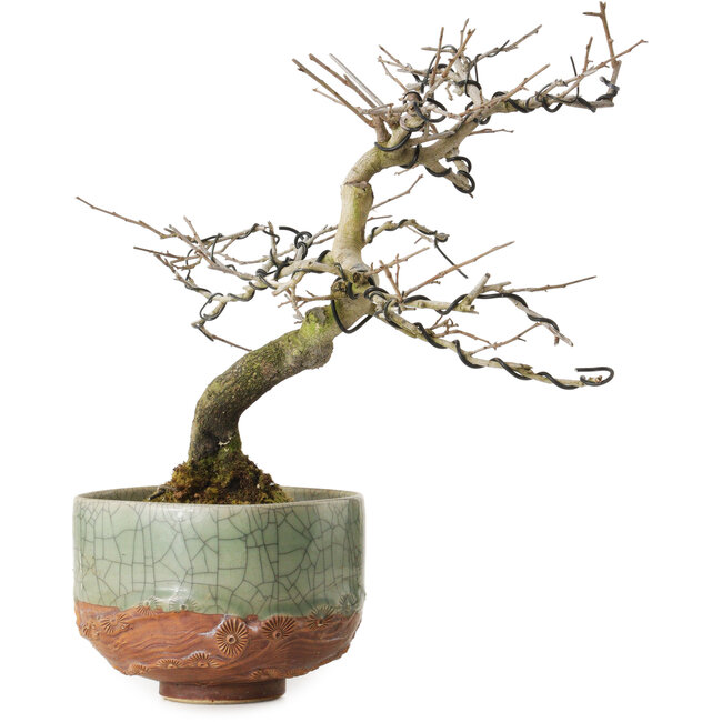 Diospyros kaki, 21 cm, ± 15 anni, con un nebari di 5 cm