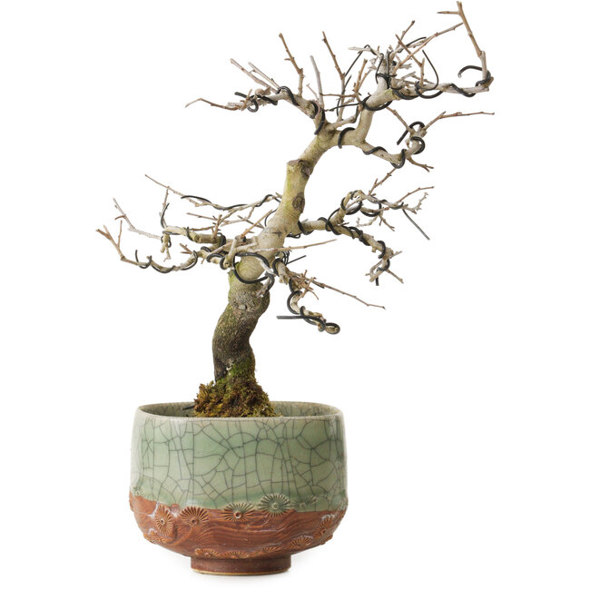 Diospyros kaki, 21 cm, ± 15 jaar oud, met een nebari van 5 cm