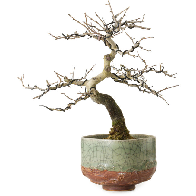 Diospyros kaki, 21 cm, ± 15 años, con un nebari de 5 cm