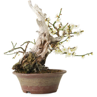 Prunus mume wit, 32 cm, ± 30 jaar oud