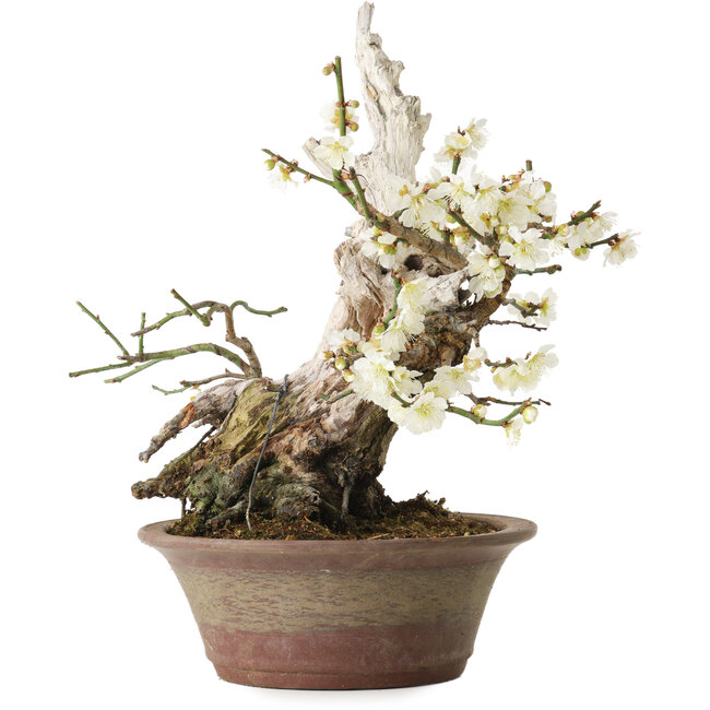 Prunus mume bianco, 32 cm, ± 30 anni, con un nebari di 11 cm