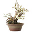 Prunus mume blanco, 32 cm, ± 30 años, con un nebari de 11 cm