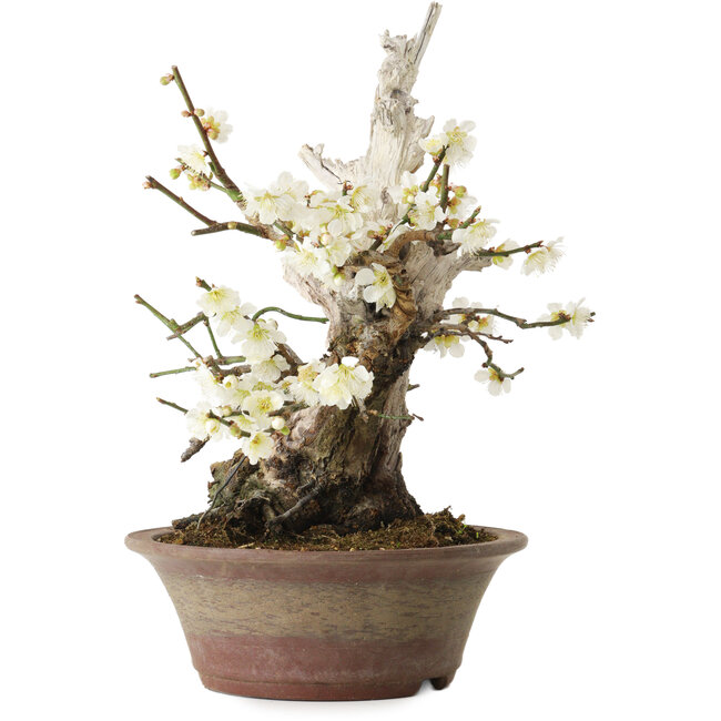 Prunus mume blanc, 32 cm, ± 30 ans, avec un nebari de 11 cm