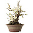 Prunus mume blanc, 32 cm, ± 30 ans, avec un nebari de 11 cm