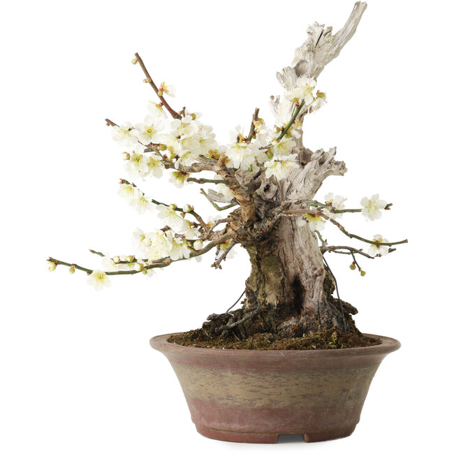 Prunus mume bianco, 32 cm, ± 30 anni, con un nebari di 11 cm