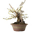 Prunus mume blanc, 32 cm, ± 30 ans, avec un nebari de 11 cm